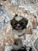Poppy’s 1st boy, a male Shih Tzu for sale in Cedar Rapids, IA – 1 of 2