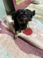 Famous Amos, a male Chihuahua and Shih Tzu for sale in Mount Vernon, IA – 5 of 8
