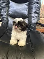 Little Timmy , a male Shih Tzu for sale in Cedar Rapids, IA – 4 of 5