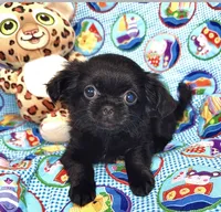 Tiny Jazzy, a female Chihuahua and Shih Tzu for sale in Mount Vernon, IA – 2 of 4