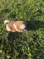 Poppy’s Mellow boy, a male Shih Tzu for sale in Cedar Rapids, IA – 4 of 4