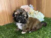 Seamus, a male Shih Tzu for sale in Cedar Rapids, IA – 4 of 6