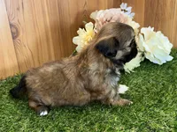 Seamus, a male Shih Tzu for sale in Cedar Rapids, IA – 3 of 6