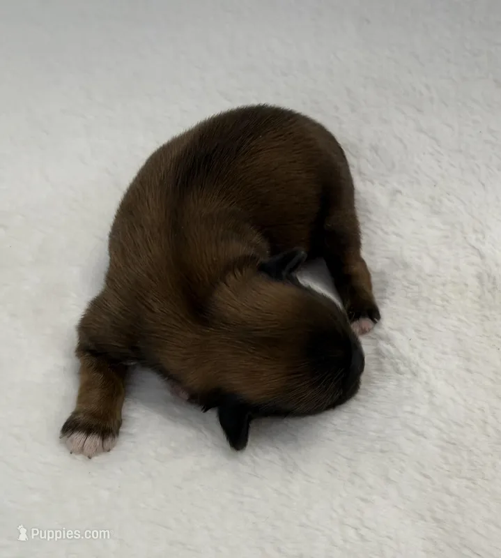 Morgan – Shih Tzu puppy for sale in Cedar Rapids, IA