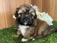 Seamus, a male Shih Tzu for sale in Cedar Rapids, IA – 1 of 6