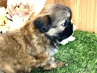 Seamus, a male Shih Tzu for sale in Cedar Rapids, IA – 2 of 6