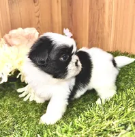 Cecelia , a female Shih Tzu for sale in Cedar Rapids, IA – 3 of 4