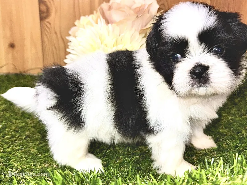 Cecelia  – Shih Tzu puppy on hold in Cedar Rapids, IA