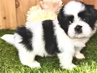 Cecelia , a female Shih Tzu for sale in Cedar Rapids, IA – 1 of 4