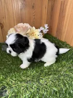 Cecelia , a female Shih Tzu for sale in Cedar Rapids, IA – 2 of 4