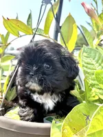 Violets Socks. , a female Chihuahua and Shih Tzu for sale in Cedar Rapids, IA – 2 of 3