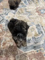 Rhonda’s Bitty Boy, a male Shih Tzu for sale in Mount Vernon, IA – 4 of 4