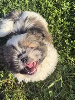 Poppy’s 1st boy, a male Shih Tzu for sale in Cedar Rapids, IA – 2 of 2