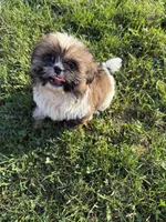 AKC Mario, a male Shih Tzu for sale in Mount Vernon, IA – 2 of 4