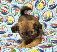 Windy, a female Chihuahua and Shih Tzu for sale in Mount Vernon, IA – 3 of 3