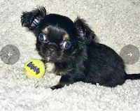 Famous Amos, a male Chihuahua and Shih Tzu for sale in Mount Vernon, IA – 2 of 8