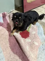 Famous Amos, a male Chihuahua and Shih Tzu for sale in Mount Vernon, IA – 8 of 8