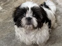 Big Tim, a male Shih Tzu for sale in Cedar Rapids, IA – 8 of 10