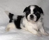 Little Timmy , a male Shih Tzu for sale in Cedar Rapids, IA – 5 of 5