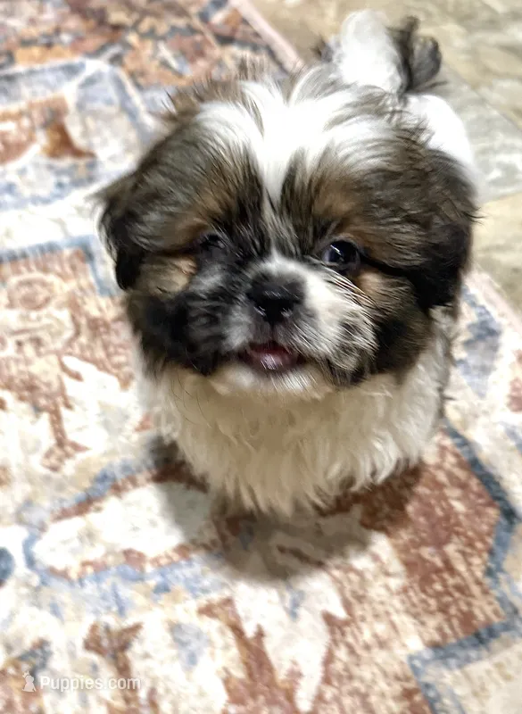Markey Mark – Shih Tzu puppy for sale in Mount Vernon, IA