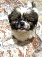 Markey Mark, a male Shih Tzu for sale in Mount Vernon, IA – 1 of 5