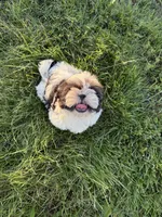 Big Tim, a male Shih Tzu for sale in Cedar Rapids, IA – 3 of 10