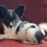 Katy boy 2, a male Papillon for sale in Sherman, TX – Photo 2 of 4