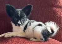 Katy boy 2, a male Papillon for sale in Sherman, TX – Photo 2 of 4