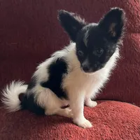 Katy boy 2, a male Papillon for sale in Sherman, TX – Photo 3 of 4