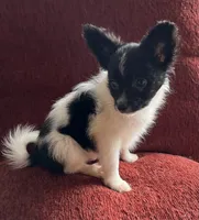 Katy boy 2, a male Papillon for sale in Sherman, TX – Photo 3 of 4