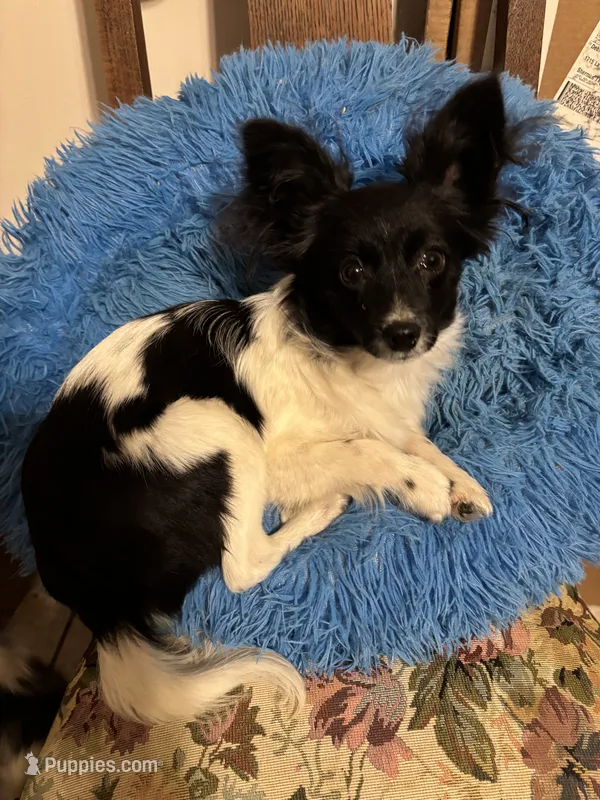 Katy boy 2, a male Papillon for sale in Sherman, TX – Photo 1 of 4