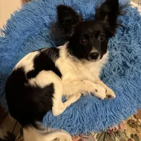 Katy boy 2, a male Papillon for sale in Sherman, TX – Photo 1 of 4