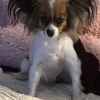 Katy boy 2, a male Papillon for sale in Sherman, TX – Photo 4 of 4