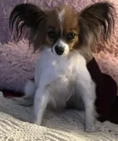 Katy boy 2, a male Papillon for sale in Sherman, TX – Photo 4 of 4