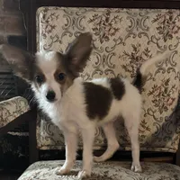 Paisley boy 2, a male Papillon for sale in Sherman, TX – Photo 3 of 5
