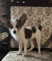 Paisley boy 2, a male Papillon for sale in Sherman, TX – Photo 3 of 5
