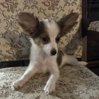 Paisley boy 2, a male Papillon for sale in Sherman, TX – Photo 2 of 5