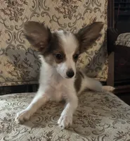 Paisley boy 2, a male Papillon for sale in Sherman, TX – Photo 2 of 5