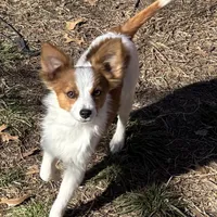 Paisley boy 2, a male Papillon for sale in Sherman, TX – Photo 1 of 5