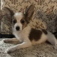 Paisley boy 2, a male Papillon for sale in Sherman, TX – Photo 4 of 5