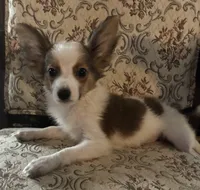 Paisley boy 2, a male Papillon for sale in Sherman, TX – Photo 4 of 5