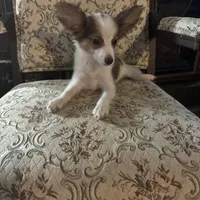 Paisley boy 2, a male Papillon for sale in Sherman, TX – Photo 5 of 5