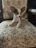 Paisley boy 2, a male Papillon for sale in Sherman, TX – Photo 5 of 5