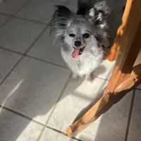 Paulet girl 1, a female Papillon for sale in Sherman, TX – Photo 5 of 5