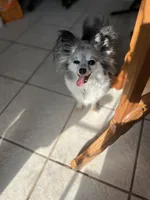 Paulet girl 1, a female Papillon for sale in Sherman, TX – Photo 5 of 5