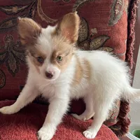 Paulet girl 1, a female Papillon for sale in Sherman, TX – Photo 2 of 5