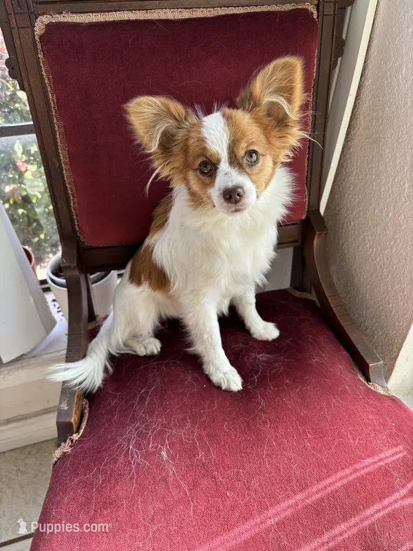 Paulet girl 1, a female Papillon for sale in Sherman, TX – Photo 1 of 5