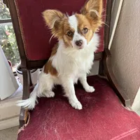 Paulet girl 1, a female Papillon for sale in Sherman, TX – Photo 1 of 5