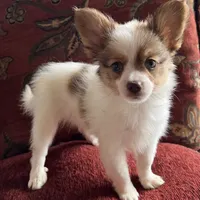 Paulet girl 1, a female Papillon for sale in Sherman, TX – Photo 4 of 5