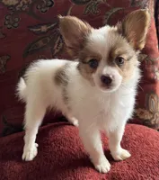 Paulet girl 1, a female Papillon for sale in Sherman, TX – Photo 4 of 5